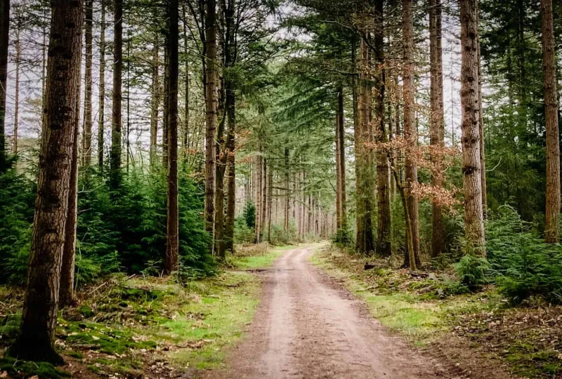 WandeleninhetSpeulderbos-1