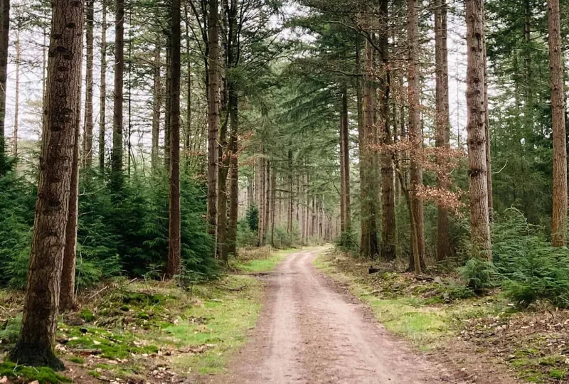 WandeleninhetSpeulderbos