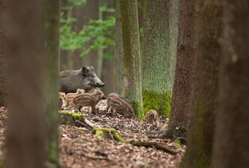 Wilde-zwijnen-op-de-Veluwe